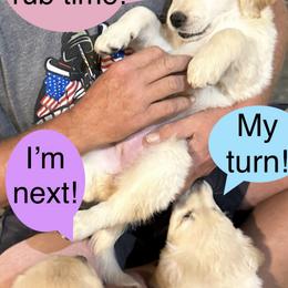 Golden Retriever Puppies from Ginn’s Golden Retrievers