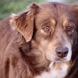 Rose - Miniature Australian Shepherd