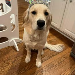Golden Retriever Puppies from Rose n’ Thistle Farm