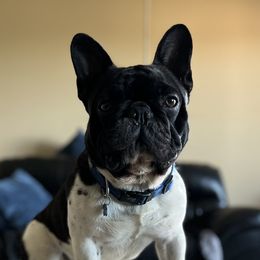 Zeus - French Bulldog