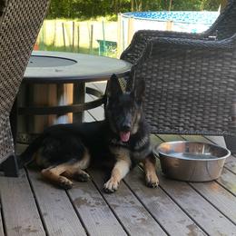 Veni Vidi Vici vom haus Schair  “Juno” - German Shepherd