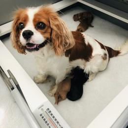 Cavachon, Cavalier King Charles Spaniel, and Cavapoo Puppies from Comfort Cavs