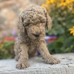 Goldendoodle Puppies from Jess’ Golden Doodles