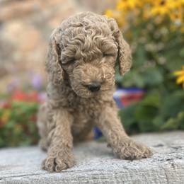 Goldendoodle Puppies from Jess’ Golden Doodles