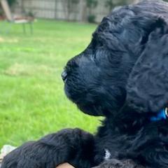 Double Doodles from Belle & Blu Double Doodle Pack