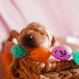 Doberman Pinscher and Labrador Retriever Puppies from GFDutton Retrievers & Dalla Grazia Dobermans