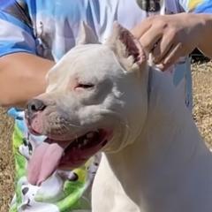 Sandy - Dogo Argentino