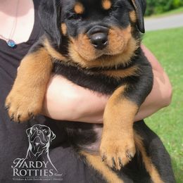 Rottweiler Puppies from Hardy Rotties