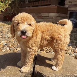 Graham - Apricot male Goldendoodle puppy in Iowa City, Iowa from Luneckas Litters