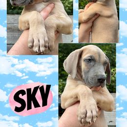 SKYE - Fawn female Great Dane puppy in Bolivar, New York from Prophecy Danes