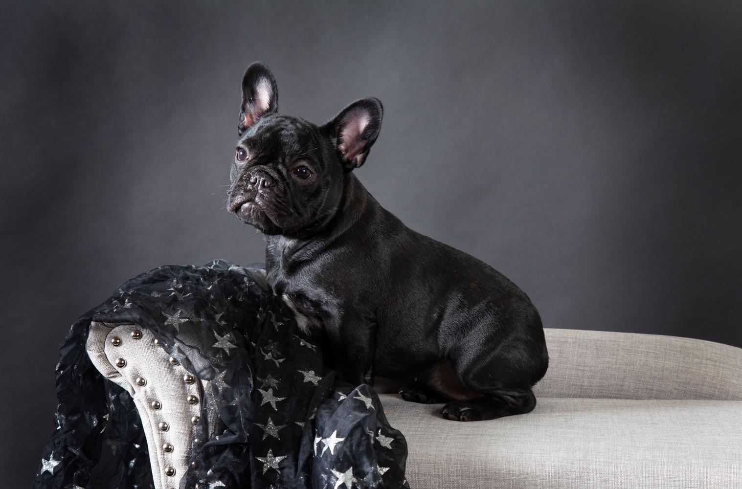 A dark brindle frenchie sits on a couch for a photoshoot