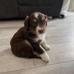 Whales - Red tri-color male Australian Shepherd puppy in Niles, Michigan from Tara's Australian Shepherds