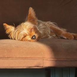 Lydia - Blue and gold female Yorkshire Terrier puppy in West Enfield, Maine from GRIFFEY'S SPA AND KENNEL