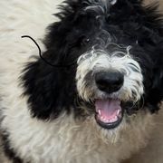Hannah - female Newfypoo puppy in San Antonio, Texas from Mammoth Doodles