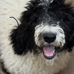 Hannah - female Newfypoo puppy in San Antonio, Texas from Mammoth Doodles