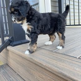 Maggie - Tri-color female Bernedoodle puppy in Holtwood, Pennsylvania from Country Ridge Puppies