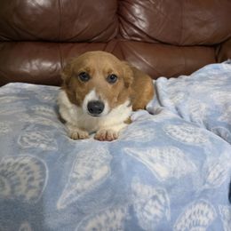 Sable Bluie Male 4 - Blue male Pembroke Welsh Corgi puppy in Unicoi, Tennessee from Unaka Mountain Corgis