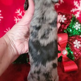 Boy 1 - Dapple male Dachshund puppy in Klamath Falls, Oregon from Luvindoxys4u