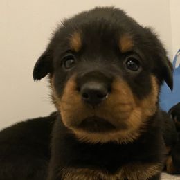 Rottweilers from Watson rotts