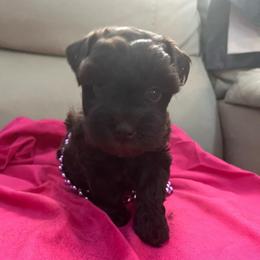 Dream - Liver female Miniature Schnauzer puppy in Norman, Oklahoma from Priscilla's Miniature Schnauzers