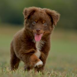 Mentor - Red tri male Toy Australian Shepherd puppy in Hartman, Arkansas from Southern Edition Aussies
