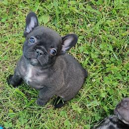2 - Black and white male French Bulldog puppy in Lansing, Michigan from Black Thunder 517 Dachshunds and frenchies