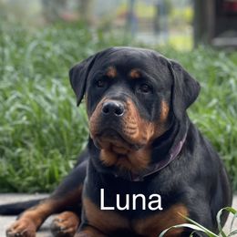 Luna - Rottweiler
