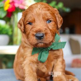 Valor - Red  male Goldendoodle puppy in Salado, Texas from Red Ranch Dogs