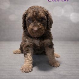 Eleven - Phantom female Bernedoodle puppy in Bennett, Colorado from Darling Paws, LLC