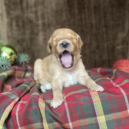 Goldendoodle Puppies from North Star Dog Training