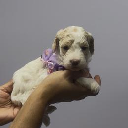 Purple girl - Parti female Goldendoodle puppy in Pawtucket, Rhode Island from Ds_minidoodles