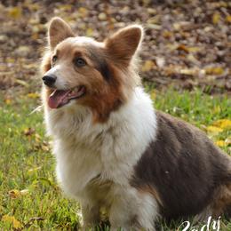 Lady - Pembroke Welsh Corgi