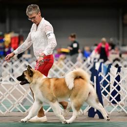 Akita Puppies from Sundara Akitas