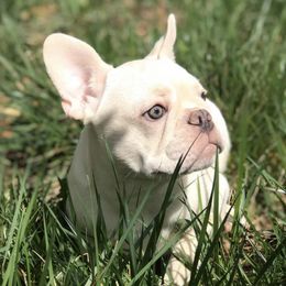 French Bulldogs from Caring Hearts Kennel