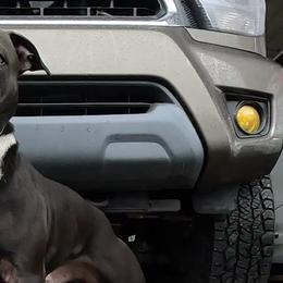 Staffordshire Bull Terriers from Steadfast Staffords