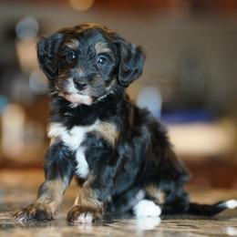 Jo - Tri-color female Bernedoodle puppy in Dundee, Ohio from Down Home Doodle