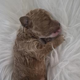 Maple - Brown male Poodle puppy in Chandler, Arizona from Fabi Poodle