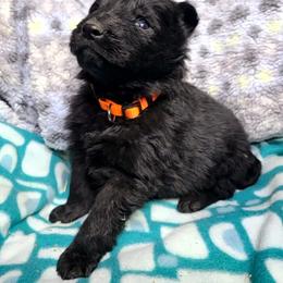 Orange Collar Male - Black male German Shepherd puppy in Cadet, Missouri from Working Valley Shepherds