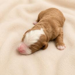 Finn - Red male Bernedoodle puppy in Temecula, California from Country Hills Doodles