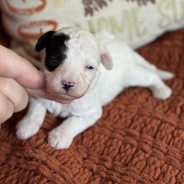 Harvest - Black and white female Sheepadoodle puppy in Wharton, Texas from Little Fur Friends
