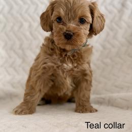 Peanut - Caramel female Australian Labradoodle puppy in Londonderry, New Hampshire from Granite State Labradoodles