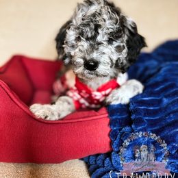 Aussiedoodle Puppies from Ridgeline Doodles
