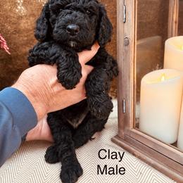 Clay - Black male Poodle puppy in Woodleaf, North Carolina from Circle T Ranch K9s
