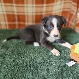 Cardinal - Blue female Border Collie puppy in Gary, Indiana from Lake Ridge Border Collies