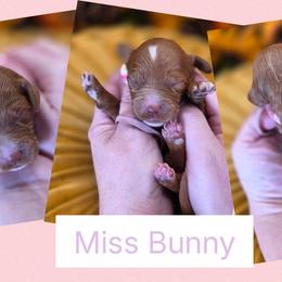 Miss Bunny - Red  female Goldendoodle puppy in Decatur, Tennessee from Diamond's Doodles