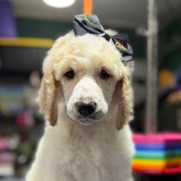 Girl 1 - Parti female Poodle puppy in Upper Marlboro, Maryland from CURLS KENNEL