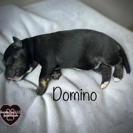 6 Domino - Black and white male Schnoodle puppy in Saint Augustine, Florida from Gunnie Luv, LLC