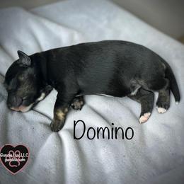 6 Domino - Black and white male Schnoodle puppy in Saint Augustine, Florida from Gunnie Luv, LLC