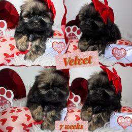 Velvet - Black and white female Shih Tzu puppy in Coolidge, Arizona from Shih Tzu’s  ‘N’ Love