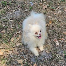 Willow - Cream female Pomeranian puppy in Plant City, Florida from Pepper's Pomeranians